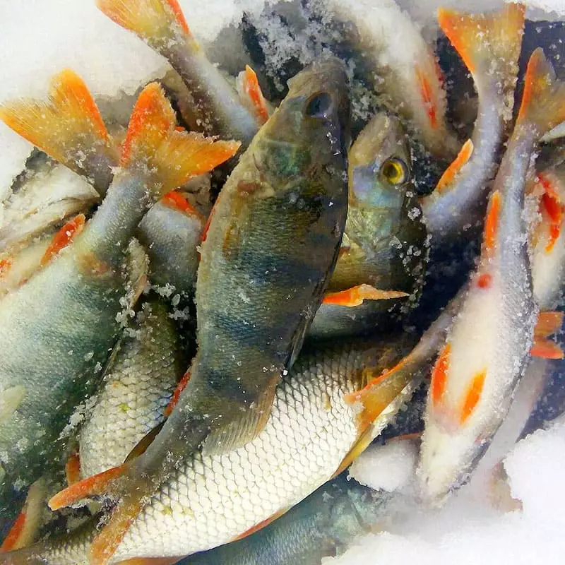 Речной окунь штучной заморозки купить недорого