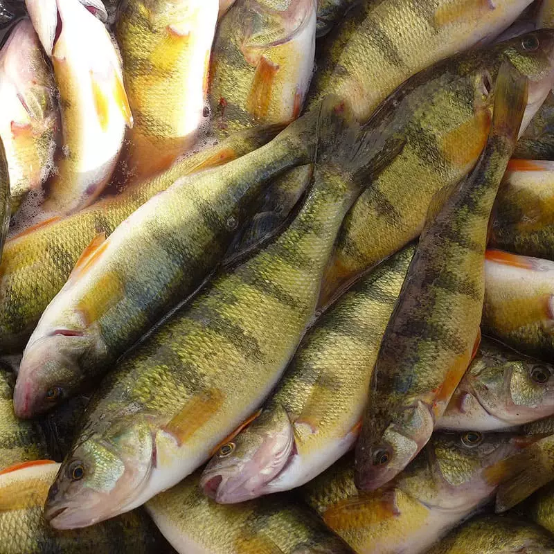 Стоимость речного окуня