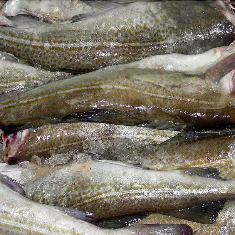 Цена замороженной пикши за 1 кг.