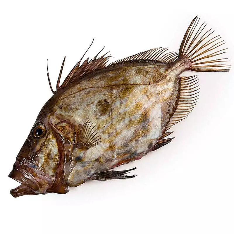 Купить рыбу дори с доставкой на дом.