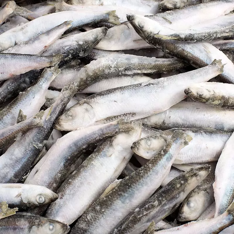 Салака свежемороженая цена за 1 кг.