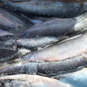 Сельдь замороженная цена