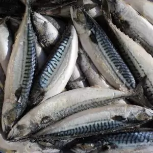 Скумбрия замороженная купить