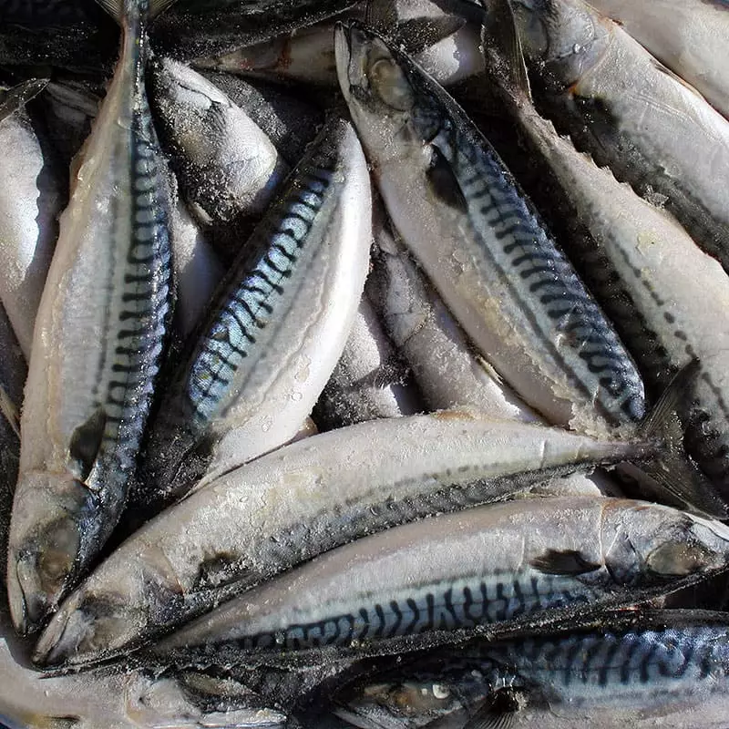 Скумбрия замороженная купить