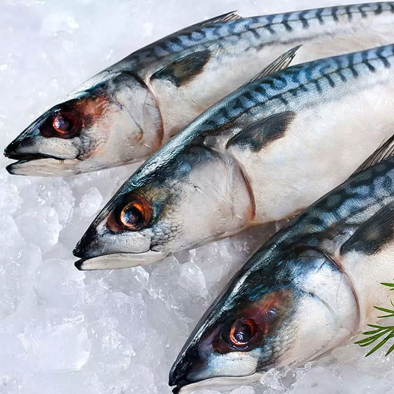 Стоимость скумбрии свежемороженой