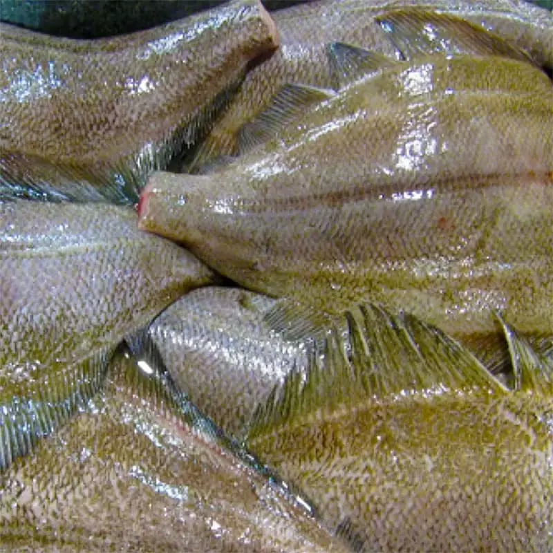 Палтус штучной заморозки