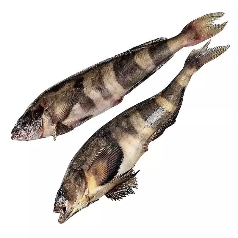 Терпуг замороженный купить